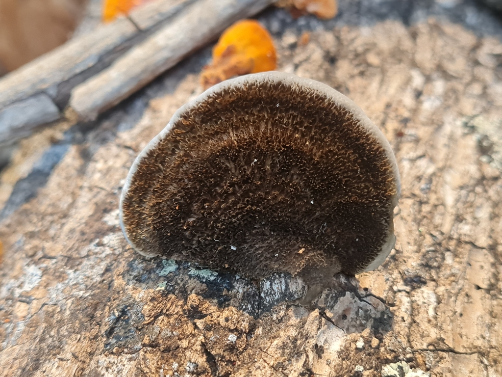 Hexagonia hydnoides · September 2023 · photo: © tiagolubiana (iNaturalist, cc0)