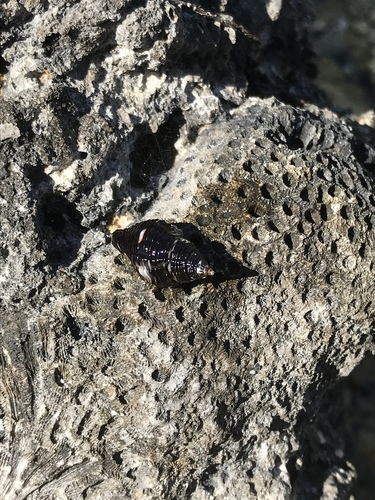 Gemophos tinctus