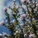 Ceanothus cuneatus ramulosus - Photo (c) Erica Fleniken, some rights reserved (CC BY-NC), uploaded by Erica Fleniken