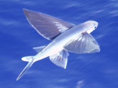 Fourwing Flyingfish photo 2