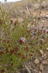 Stoebe rugulosa