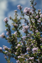 Ceanothus cuneatus ramulosus