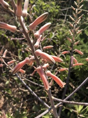 Aloe ammophila
