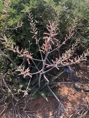 Aloe ammophila
