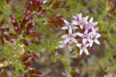 Stoebe rugulosa