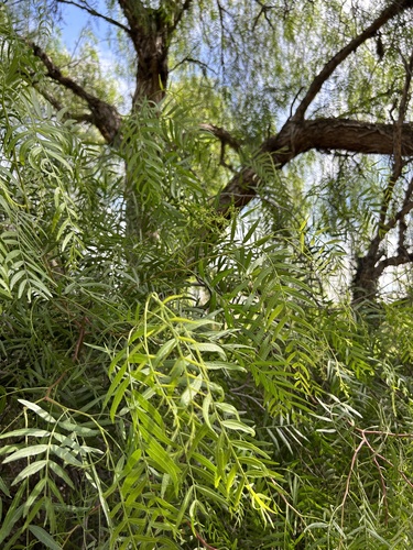 iNaturalist observation photo of Peruvian Pepper Tree
