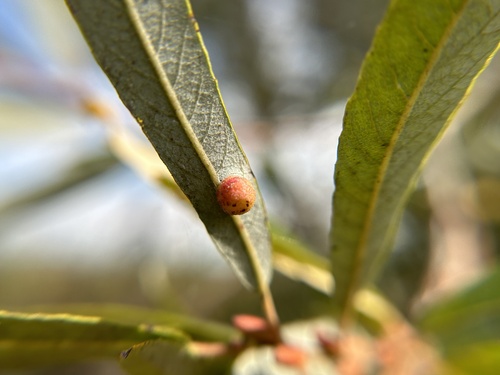 iNaturalist observation photo of Willow Apple Gall Sawfly
