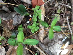 Psychomorpha epimenis
