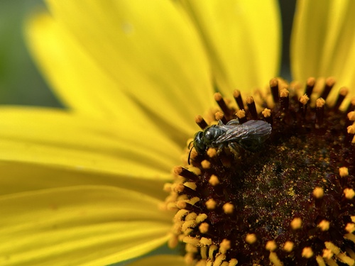 iNaturalist observation photo of Zadontomerus