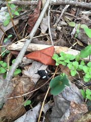 Psychomorpha epimenis