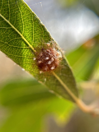iNaturalist observation photo of Willow Apple Gall Sawfly