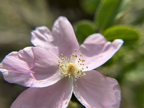iNaturalist observation photo of California Wild Rose