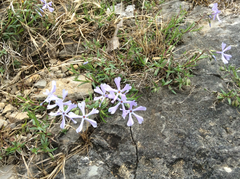 Phlox bifida