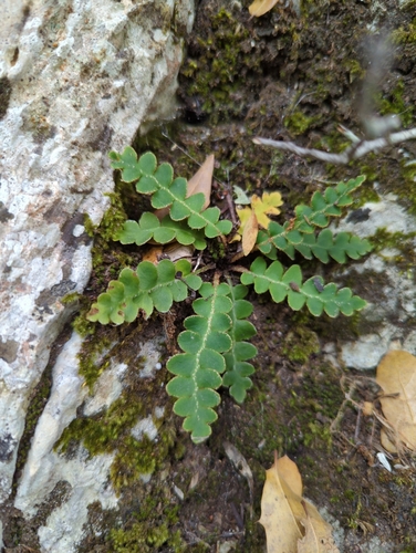 Asplenium ceterach (Asplenium ceterach)