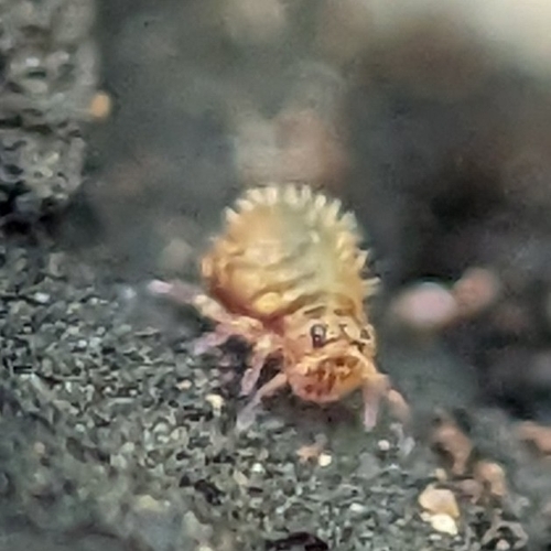 Lipothrix lubbocki