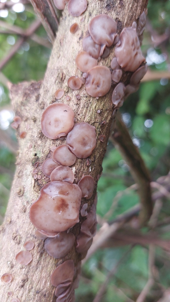 Auricularia fuscosuccinea · September 2023 · photo: © juliocastellain (iNaturalist, cc-by-sa)