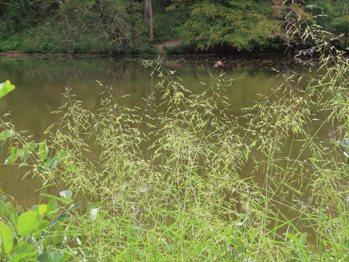 Leersia oryzoides iNat (2)
