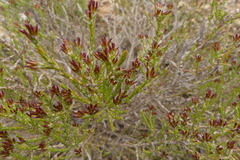 Stoebe rugulosa