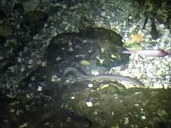 Anguilla rostrata