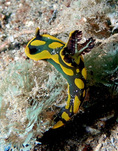 Tambja gabrielae