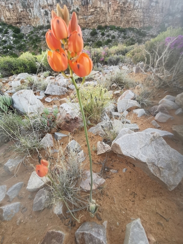 Image of Ornithogalum maculatum by no rights reserved