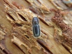 Taphrorychus bicolor