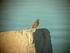 Passerculus sandwichensis rostratus