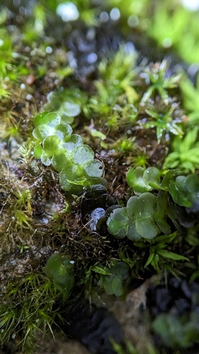 Image of Marchesinia mackaii by no rights reserved