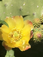 Opuntia atropes