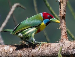 Versicolored Barbet photo 2