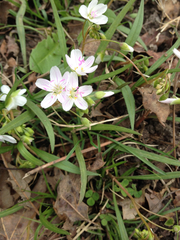 Claytonia virginica
