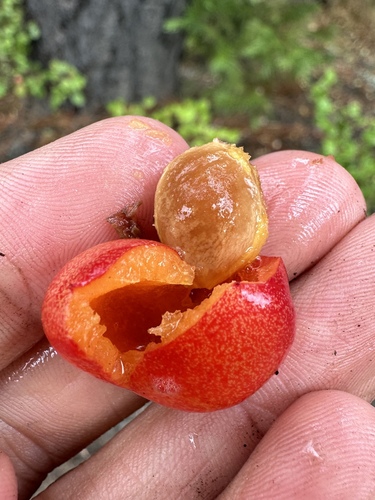 Image of Prunus subcordata by (c) Matt Berger, some rights reserved (CC BY)