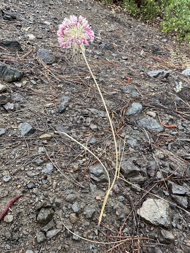 sanborn's onion (Allium sanbornii)