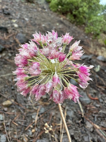 Image of Allium sanbornii by (c) Matt Berger, some rights reserved (CC BY)