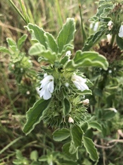 Leucas sexdentata