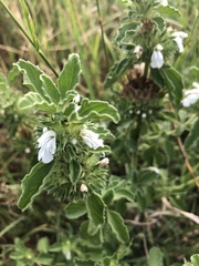 Leucas sexdentata