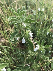 Leucas sexdentata