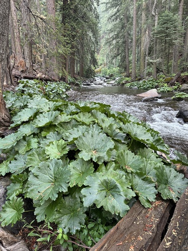 Darmera peltata