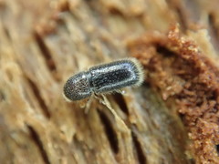 Taphrorychus bicolor