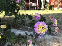 Lantana