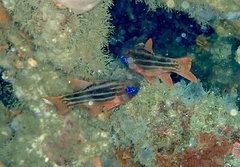 Ostorhinchus compressus