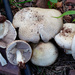 Almond Mushroom - Photo (c) jorgemartin71, some rights reserved (CC BY-NC), uploaded by jorgemartin71
