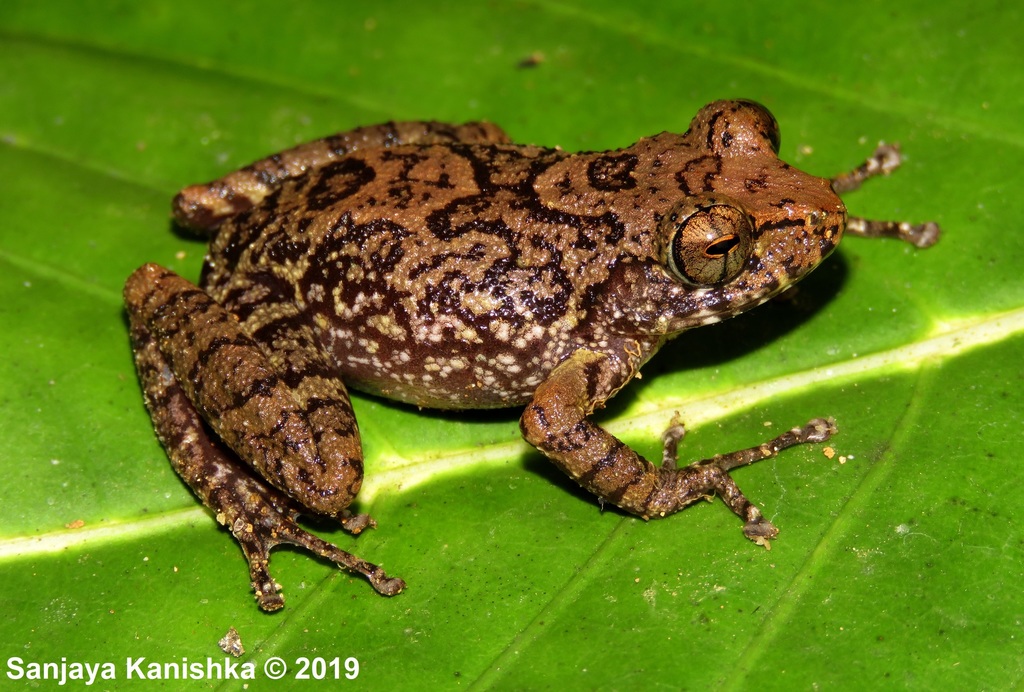 Shrub Frogs