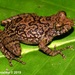 Shrub Frogs - Photo (c) Sanjaya Kanishka, some rights reserved (CC BY-NC), uploaded by Sanjaya Kanishka