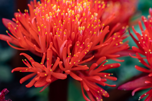 Haemanthus canaliculatus