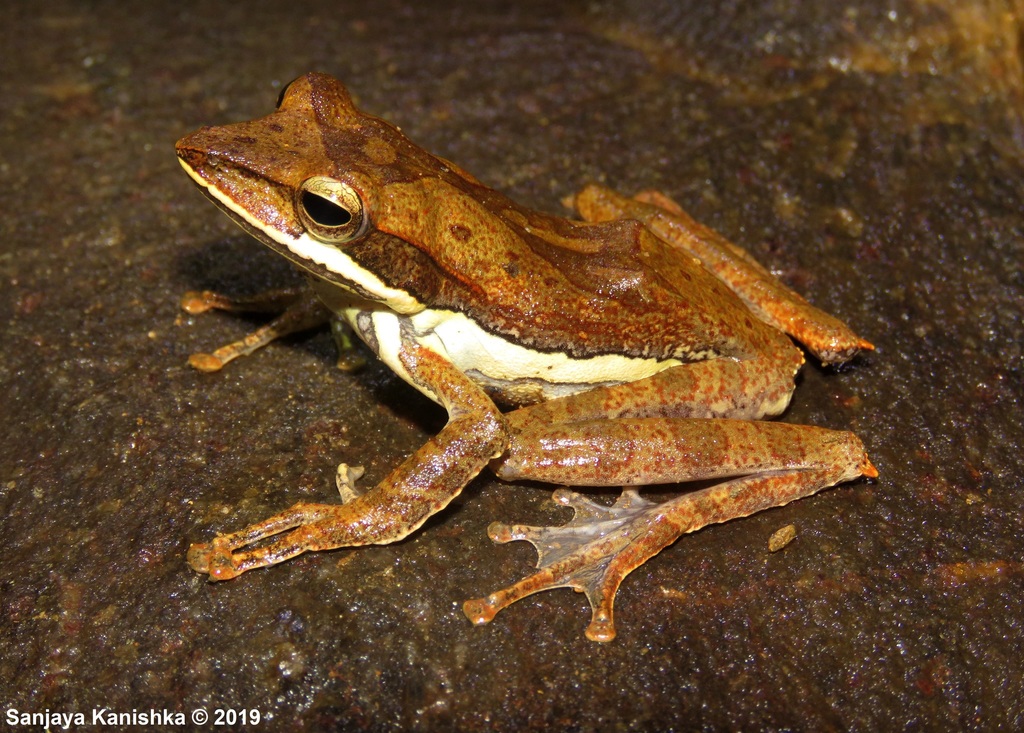 Fastigo Whipping Frog