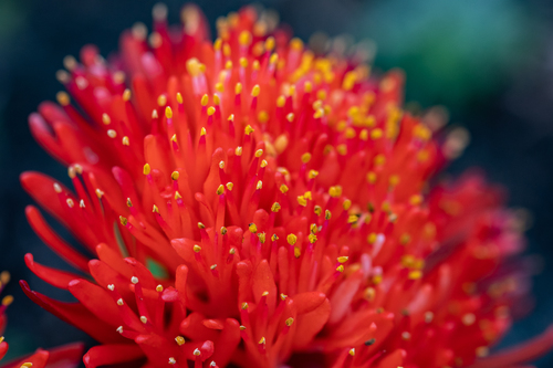 Haemanthus canaliculatus