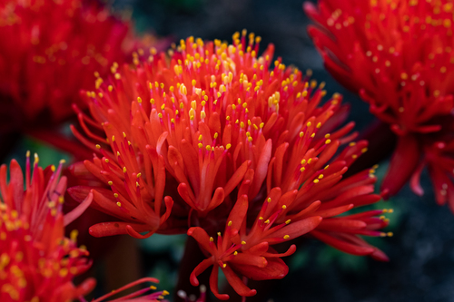 Haemanthus canaliculatus