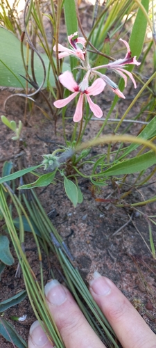 Image of Pelargonium longifolium by (c) Adele SL, some rights reserved (CC BY)