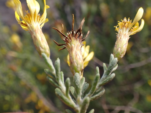 Image of Oedera sedifolia by (c) Ren Hoekstra, some rights reserved (CC BY)